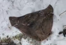 Коммунальщики Караганды достают из канализации нижнее белье и футболки (ВИДЕО)