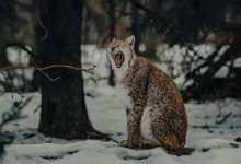 Рысь с бешенством напугала жителей Костанайской области (ВИДЕО)