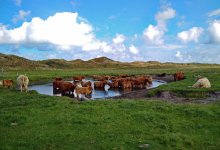 Видео об уничтожении скота прокомментировали в Минсельхозе РК