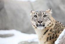 Редкий хищник с детенышами попал в фотоловушку в ВКО (ВИДЕО)