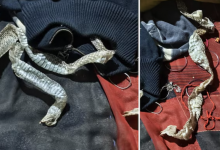 Женщина инсценировала исчезновение с змеиной шкурой, чтобы запутать семью