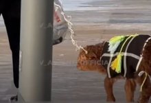 Женщину с ягненком на поводке заметили на улицах Астаны (ВИДЕО)