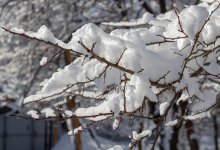 Ветка от дерева рухнула на ребенка в Шымкенте