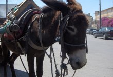 Мужчина ограбил ювелира с помощью погрузчика и скрылся на осле