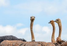 В Саудовскую Аравию впервые за 100 лет вернулись страусы