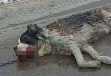 Собаку тащили волоком за машиной на глазах ее хозяйки в поселке Алатау (ВИДЕО)