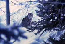 Рысь с раздробленным туловищем нашли в Акмолинской области