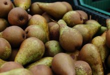 Почти 20 тонн груш вернули в Бельгию из Мангистау