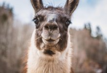 Ламы задержали вора до приезда полиции