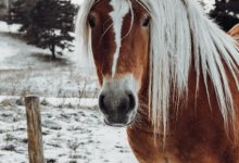 Мужчина отправился на тренировку по кокпару и не доехал в Костанайской области