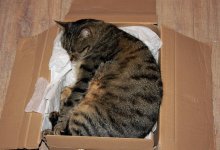 Кошек бросили в завязанных мешках на трассе Семей – Караул