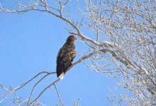 Редкого представителя пернатых хищников засняли в Катон-Карагае