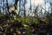 Почти весна: Шымкенте потеплеет до +24 градусов