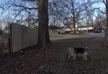 Мистический пес помог найти пропавшего ребенка в Кентукки