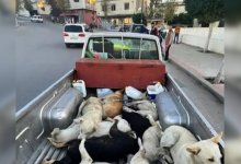 Три миллиона собак расстреляют перед чемпионатом мира по футболу в Марокко