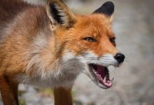 Коровы заразились бешенством от лисы в ВКО