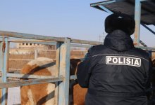 Более 600 голов провозили без документов в Туркестанской области