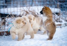 Щенков замуровали в подвале дома Кокшетау