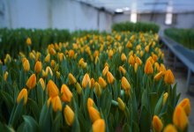 Тюльпаны зацвели в Туркестане