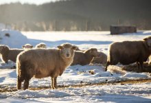 Брошенные туши баранов нашли у дороги в Павлодаре