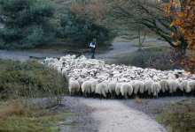 Супругов оштрафовали за нелегальный выпас скота в Жамбылской области