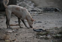 11 детей пострадали от бродячих собак в Костанае