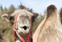 Двадцать верблюдиц дисквалифицировали с конкурса красоты из-за ботокса