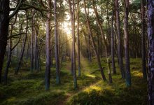 Прокуратура увеличила площадь лесного фонда Шымкента