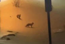 Лисята пробежали во двор к астанчанину (ВИДЕО)