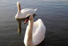 Лебеди в Актау удивили казахстанцев в начале марта (ВИДЕО)