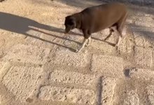 "Уже не тазы, а казы": откормленная собака взорвала соцсети (ВИДЕО)