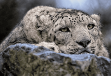 Леопард забрался на чердак дома в России и попал на видео