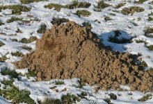 Найдены тела еще двух членов пропавшей семьи в Атырауской области