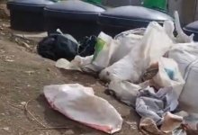 Обезображенные животные найдены на свалке в Алматы