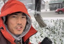 Аномальная погода для Шымкента напугала горожан: снег накрыл цветущие тюльпаны