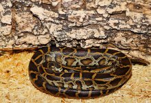 Питона конфисковали в доход государства у жительницы Атырау