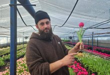 Азербайджанские тюльпаны Петерфельда