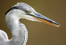 Фотоловушки запечатлели редких пернатых обитателей в Чарынском национальном парке (ВИДЕО)