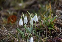 Весна набирает силу: дни станут теплее в Шымкенте