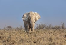 Женщина погибла, пытаясь сфотографироваться с "мертвым" слоном