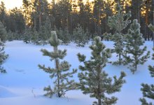 Инвестор для леса