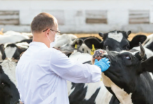 Важная кампания