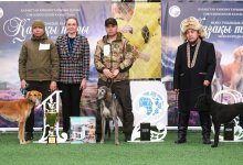 Выставка собак породы тазы прошла в Алматы