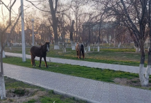 Лошади свободно разгуливали в нескольких микрорайонах Актау