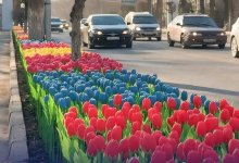 Ситуацию с искусственными тюльпанами на улицах Тараза разъяснили в акимате (ВИДЕО)