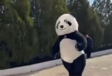 "Кунг-фу Панду" заметили на одном из участков в Туркестанской области (ВИДЕО)