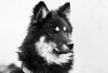 Собака набросилась на женщину в Косшы (ВИДЕО)