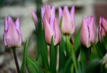 До +17 градусов потеплеет в Шымкенте