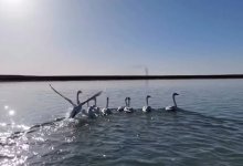 Стая лебедей появилась на водохранилище в Кызылординской области (ВИДЕО)