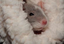 Астанчане сняли крысу, живущую в припаркованной машине (ВИДЕО)